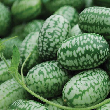 Mexican Miniature Watermelon Seeds ► Organic 'Cucamelon' Mini Sour Gherkin Seeds (15+ Seeds) ◄ by PowerGrow Systems - $6.95