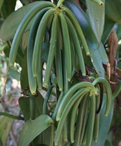 Madagascar Vanilla Beans Grade A for Extract, Cooking and Baking (10 ea) by FITNCLEAN VANILLA. 5.5"-7" Fresh Whole Pods NON-GMO Bourbon Gourmet Madagascar Vanilla 10 count - $38.95