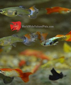 WorldwideTropicals Live Freshwater Aquarium Fish - (5) 5-Pack of Mixed Color Male Guppies - 5 of Mixed Color Male Guppies - by Live Tropical Fish - Great For Aquariums - Populate Your Fish Tank! 5 51zsbGOlUzL