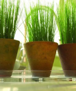 Plastec Plipak612 Oval Plantpak Saucer Clear 12-Inch 5 57 01222e1e 50e9 413d aea5 cbf65adefa0e