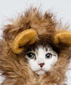 Lion Mane Dog Cat Costume And Complimentary Feathered Catnip Toy - Dog And Ca.. 10 57 07e0e8c9 eb5d 45a8 817b a9b70d410f99