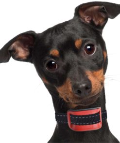 Our K9 Red Bark Collar. Small - Medium Size Naughty Stubborn Dogs. Sound And .. 17 57 0be57e15 7ae1 42e6 92cb a4183b5a1dbf