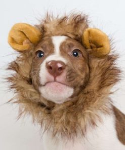 Lion Mane Dog Cat Costume And Complimentary Feathered Catnip Toy - Dog And Ca.. 13 57 11beb76a 67ce 4ec1 8879 01ec61ce622d