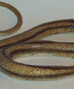 Mamejo Lifelike Rubber Replica Yellow Rat Snake 48" Action Figure