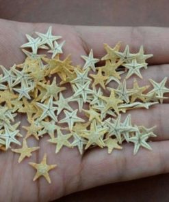 Alternative view of 90 Pcs Small Starfish Star Sea Shell Beach Craft 1/2"