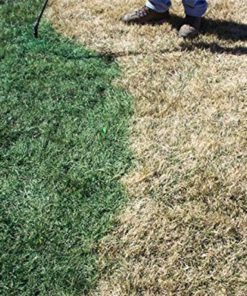 1000 Sq. Ft. 4Evergreen Grass And Turf Paint 7 57 19cf02d7 5f53 4e3d a87e 780e126de0aa