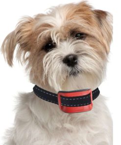 Our K9 Red Bark Collar. Small - Medium Size Naughty Stubborn Dogs. Sound And .. 16 57 1eae446b bf35 4646 8456 583e976f441f