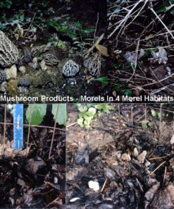 Alternative view of Morel Habitat Kit - Backyard Morel Mushroom Growing Kit