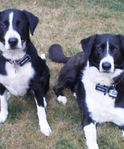 Collar Tag Accessory For Marco Polo Pet Monitoring/Tracking And Locating System 8 57 51bb53f3 31c1 43ed 8704 d6861e67bdf3