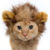 Lion Mane Dog Cat Costume And Complimentary Feathered Catnip Toy - Dog And Ca.. 10 57 53027bf4 7ed0 4501 b819 d3f273a73e1f