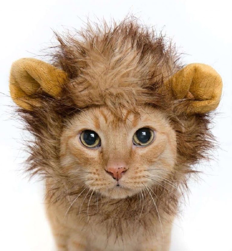 Lion Mane Dog Cat Costume And Complimentary Feathered Catnip Toy - Dog And Ca..