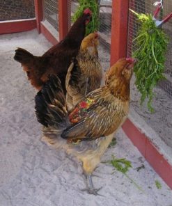 57 58b1d3da 0908 422e 8698 9e4de6f95931