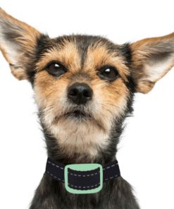 Our K9 Mint Bark Collar. Toy Breed No Bark Collar & Small Dog Anti-Bark Colla.. 16 57 65f9fa1d 3f60 461a b231 b176da01d20f
