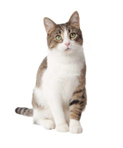 Tidy Cats Brand Clumping Cat Litter 24/7 Performance 20-Pound Jug (Pack Of 2) 11 57 6862d306 6a27 4006 b04e 4cc17eb0be71