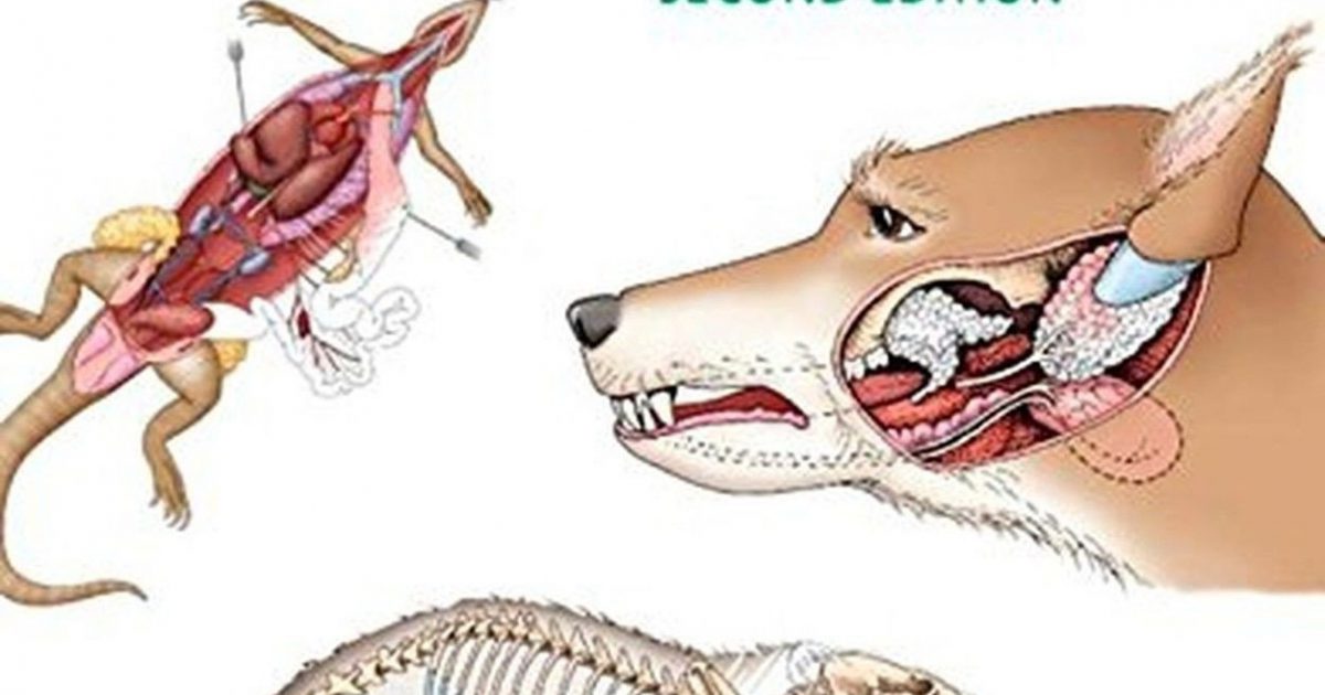Download Veterinary Anatomy Coloring Book 2E - Swiftsly