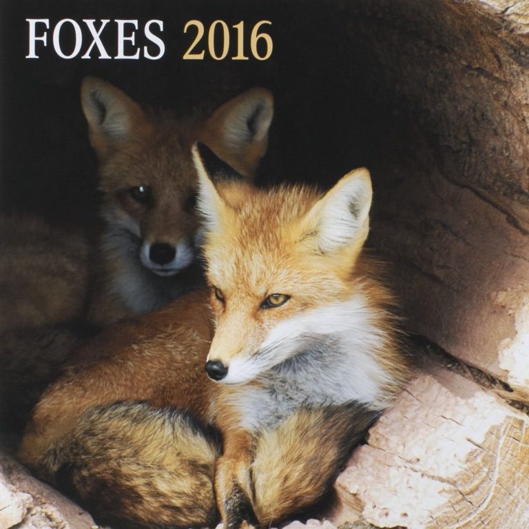 Dayspring 12" X 12" 2016 12-Month Wall Calendar Foxes (74245)