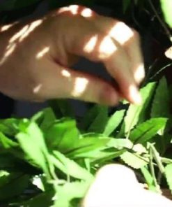 57 8f866793 97be 41ad 9615 81d75eb323c5