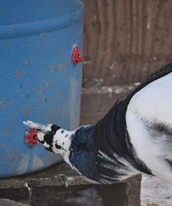 Alternative view of 5 Horizontal (Side Mount) Poultry Nipples