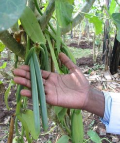 World Assortment Vanilla Beans 3 Types X 10 Beans = 30 Total *** Very Dry ***.. 14 57 c6dd2e5c 9151 41e8 a3bd 4f5a2f7d2ca8