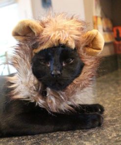 Lion Mane Dog Cat Costume And Complimentary Feathered Catnip Toy - Dog And Ca.. 11 57 da03e0af f0d5 4091 859d f75933d82bac