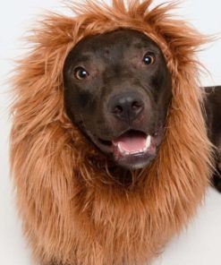 Alternative view of Lion Mane Costume And Big Dog Lion Mane Wig - Large Dog Costumes By Pet Krewe