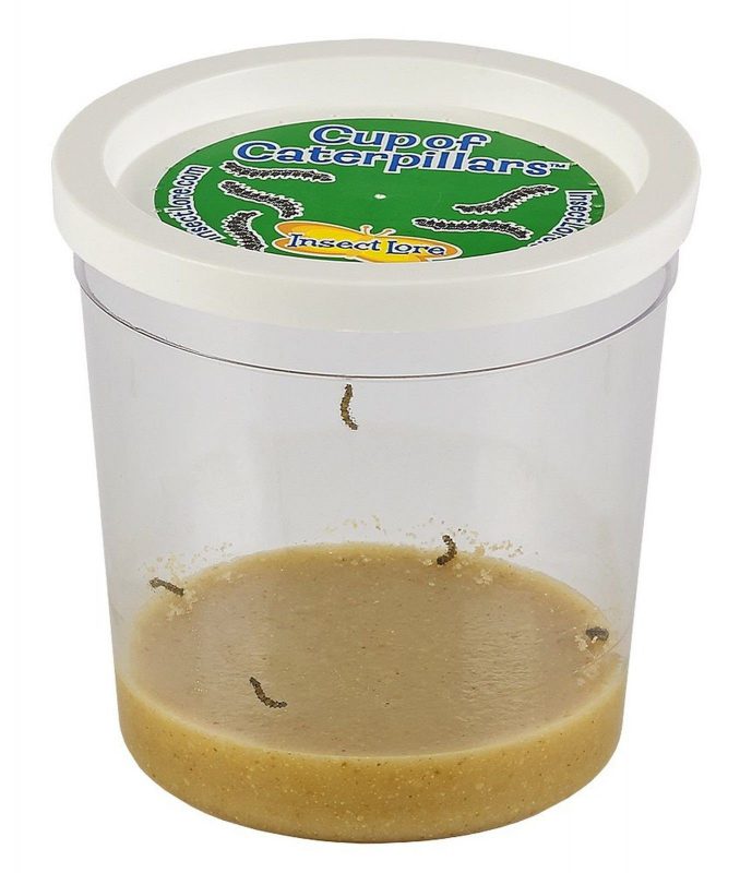 Insect Lore Live Cup Of Caterpillars 1 Live Cup Of Caterpillars