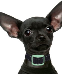 Our K9 Mint Bark Collar. Toy Breed No Bark Collar & Small Dog Anti-Bark Colla.. 17 57 ef27dbfa d040 450c 86cb 9bf7a280af61