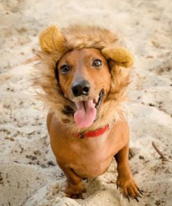 Alternative view of Lion Mane Dog Cat Costume And Complimentary Feathered Catnip Toy - Dog And Ca..
