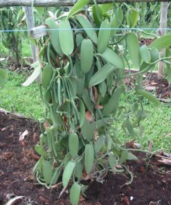 World Assortment Vanilla Beans 3 Types X 10 Beans = 30 Total *** Very Dry ***.. 12 57 fc1c8fa3 0b08 45fd 8617 c8f092c1a6d6