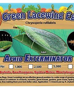 Alternative view of Bug Sales Green Lacewing Eggs on Hanging Card - 1000 Count