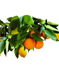 Jobe's 100046754 1612 Fertilizer Spike, 15, Brown Fruit & Citrus 15 Spikes 18 61NesQWR5EL