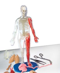 SmartLab Toys Squishy Human Body Multicolor 7 61eyUV05iRL