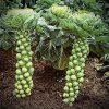 Brussels Sprout Seeds - 200+ Rare Heirloom Brussel Sprout Seeds (Long Island Improved) Yields 50-100 Sprouts per Plant! Guaranteed to Grow