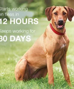 Bayer K9 Advantix II Flea, Tick and Mosquito Prevention for Dogs, 6 Dose 6 doses Over 55 lb 12 71ARiQBeA2L 1