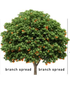 Jobe's 100046754 1612 Fertilizer Spike, 15, Brown Fruit & Citrus 15 Spikes 17 71PTVrKptZL