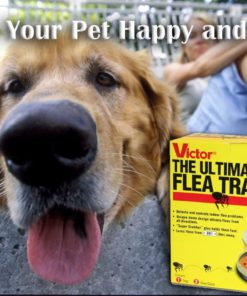 Victor M230 Ultimate Flea Trap (Pack of 1 Trap and Refill combo) Flea Trap & Refill 9 71QgJGExrxL