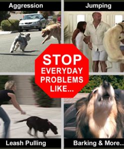 Don Sullivan Perfect Dog Command Collar with Extra Links and DVD, Large 9 71kE7duoX3L