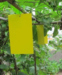 Alternative view of Trapro Yellow Dual-Sided Sticky Fly Traps for Plant Insect Like Aphids, Fungus Gnats, Leaf Miners and White Flies (10 Traps) 10 Pack