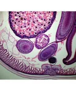 AmScope M150C-I 40X-1000X All-Metal Optical Glass Lenses Cordless LED Student Biological Compound Microscope 13 817XIrm38yL