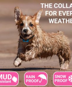 Small Dog Bark Collar Rechargeable - Anti Barking Collar For Small Dogs - Smallest Most Humane Stop Barking Collar - Dog Training No Shock Bark Collar Waterproof - Safe Pet Bark Control Device 13 81M46d7qgwL