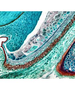 AmScope M150C-I 40X-1000X All-Metal Optical Glass Lenses Cordless LED Student Biological Compound Microscope 12 81c9k5GQa8L