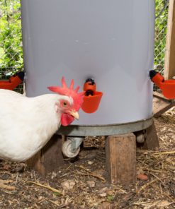 OUTWEST TRADING Automatic Chicken Waterer/Poultry Watering Cups Drinkers (12) 12 11 81i1HptHFPL