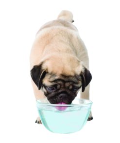 Nylabone Advanced Oral Liquid Tartar Remover Dog Health Supplies 32oz 11 81jYsRoAPmL