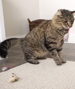 SmartyKat Catnip Cat Toys Skitter Critters 17 81mHYDm TLL