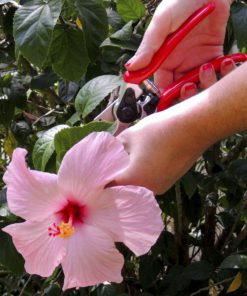 Carbon Steel Bypass Garden Shears - Ultra Sharp Blades with Safety Lock & Comfort Grip - Hand Trimmer with Sap Groove Easily Cuts Through Branches & Stems for Indoor & Outdoor Use 1 Pack 17 81mjrRd4I L