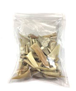 UKGE Kiddos Genuine Bag of Fossilized Shark Teeth ✔️