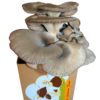 Root Mushroom Farm— Large Oyster Mushroom Growing Kit,Multiple flushes 6 81zvhDoNivL