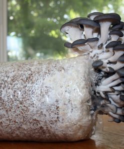 Alternative view of Root Mushroom Farm— Large Oyster Mushroom Growing Kit,Multiple flushes