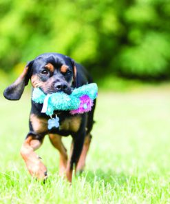 Alternative view of KONG Cozies Dog Squeaky Toy Medium Ali the Alligator