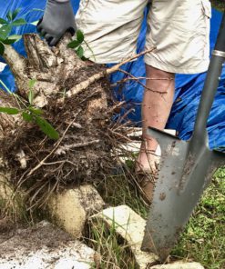 Radius Garden 22011 Root Slayer Shovel – 2017 Green Thumb Award for Most Inn, (Red) Root Slayer (Red) 11 91hFyCC3bWL